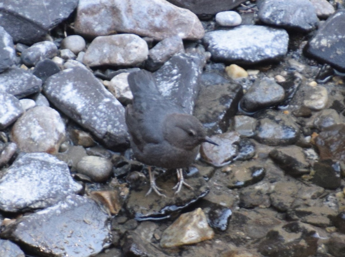 American Dipper - ML612123698