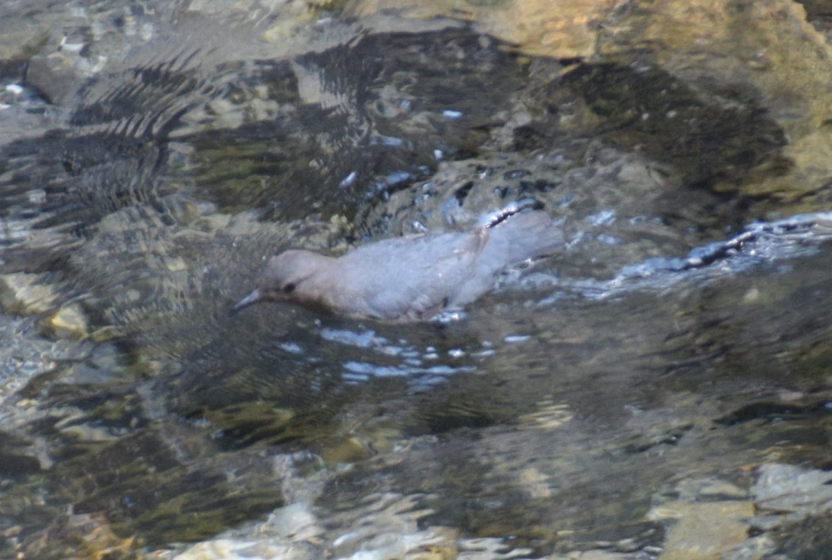 American Dipper - ML612123699