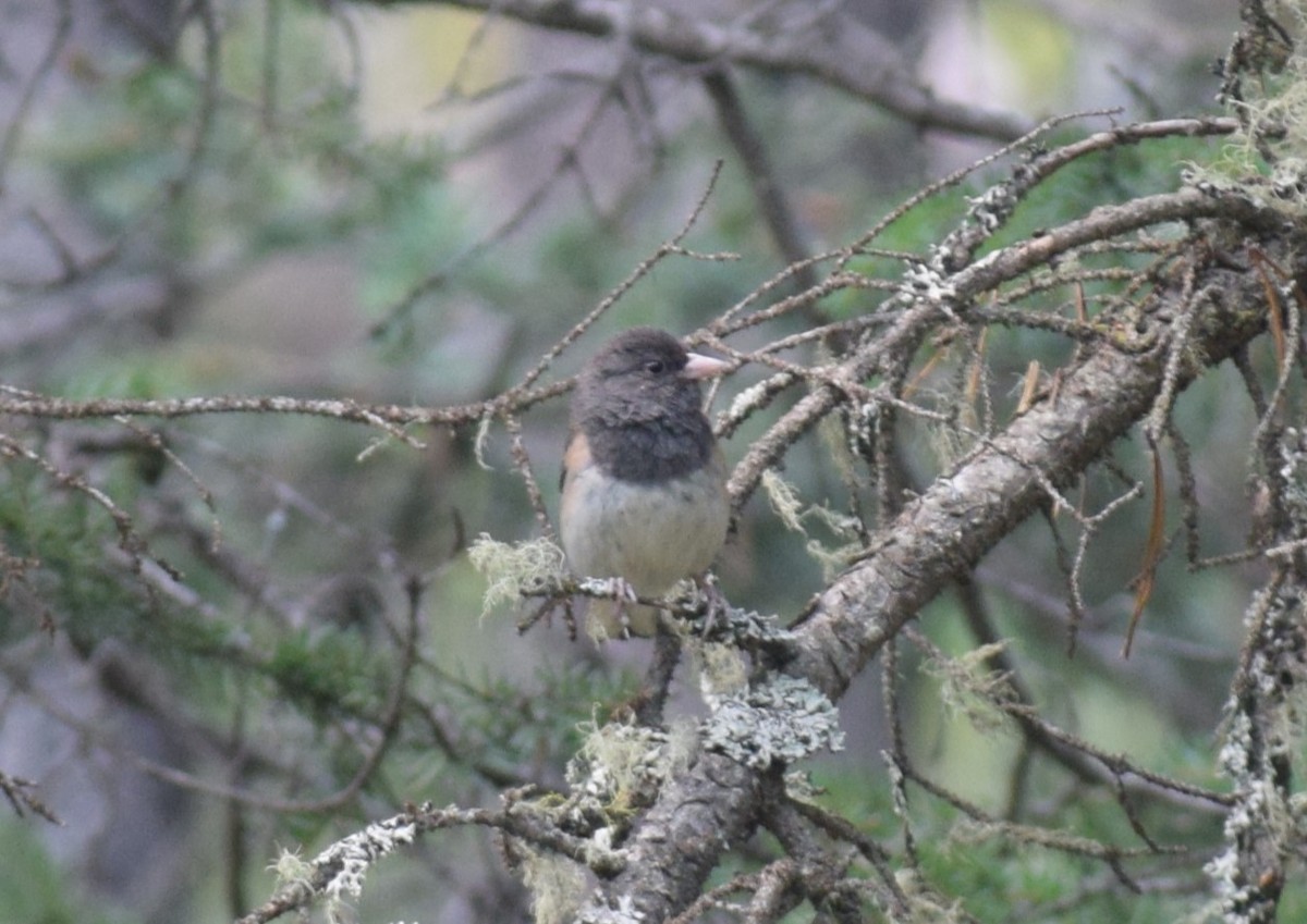 Junco Ojioscuro - ML612123703