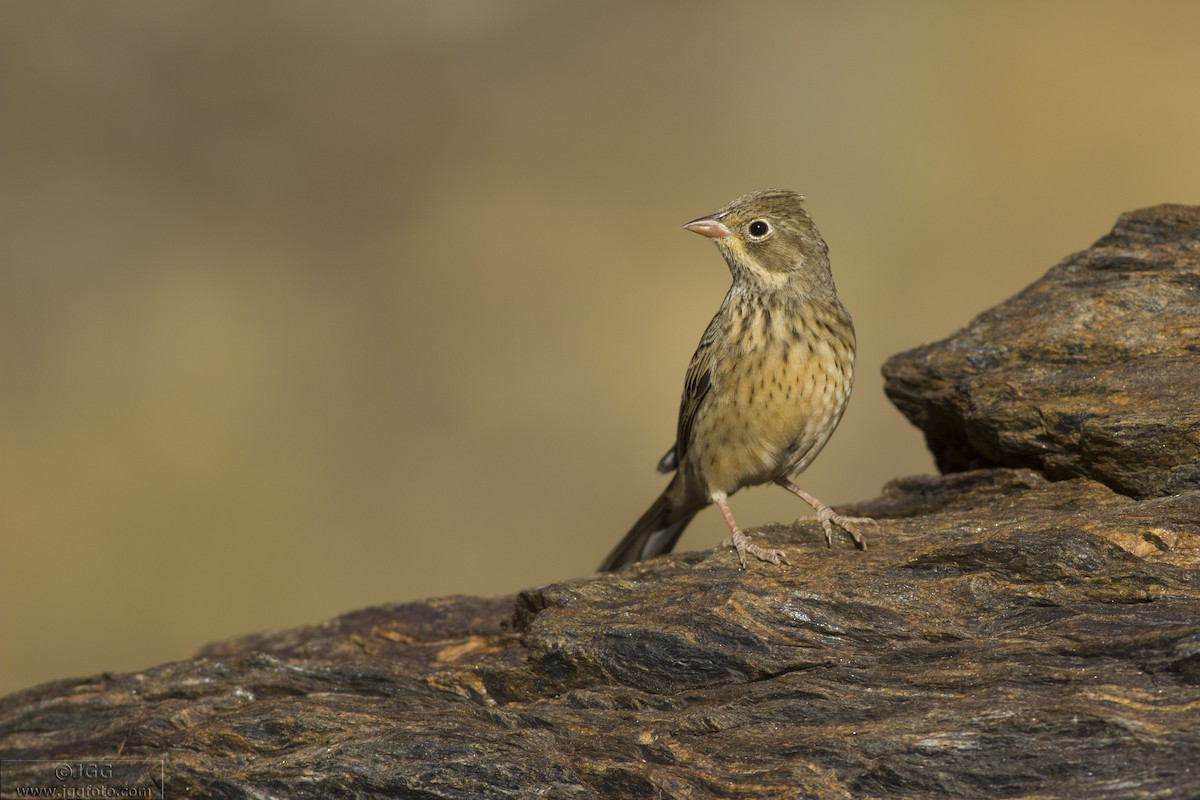 Ortolan Bunting - ML612123846