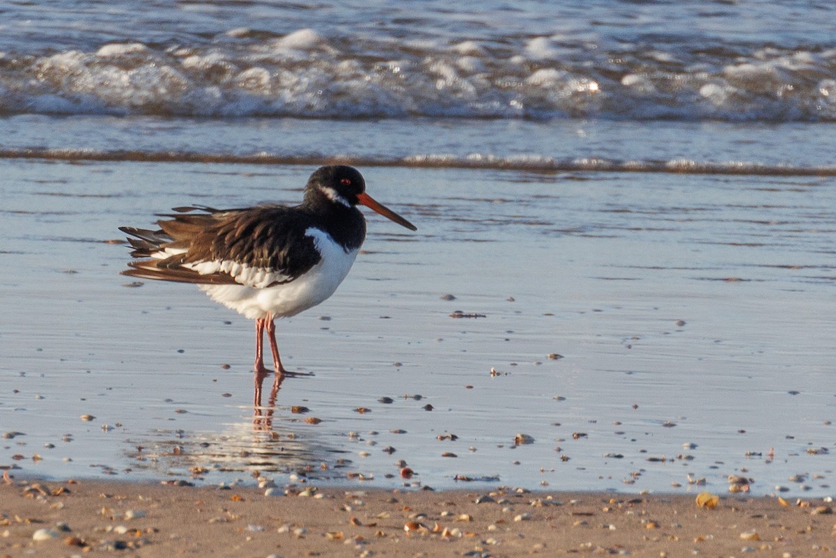 Eurasian Oystercatcher - Antonio Xeira