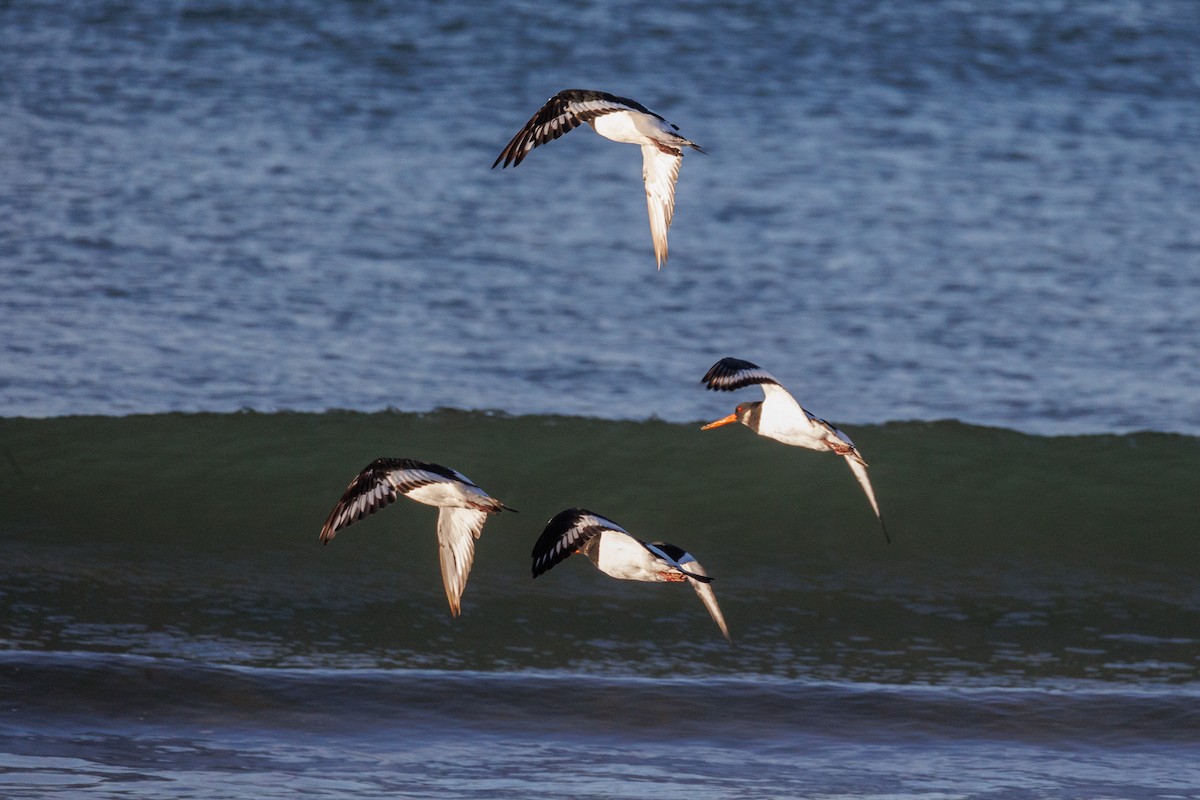 Eurasian Oystercatcher - Antonio Xeira