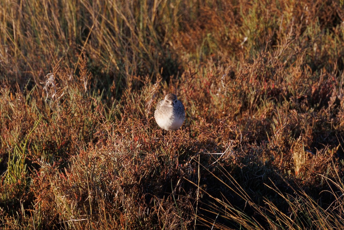 Black-bellied Plover - ML612123892