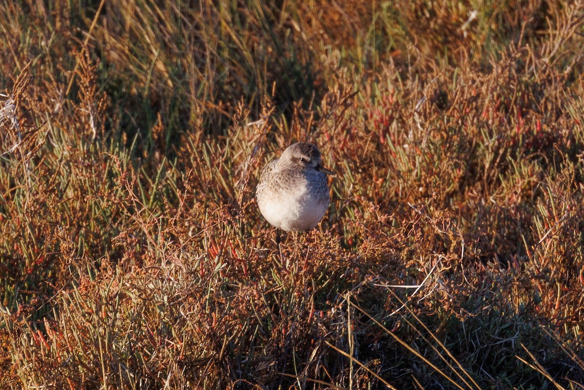 Black-bellied Plover - ML612123893