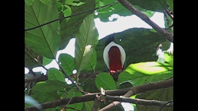 Ivory-breasted Pitta (Ivory-breasted) - ML612123907