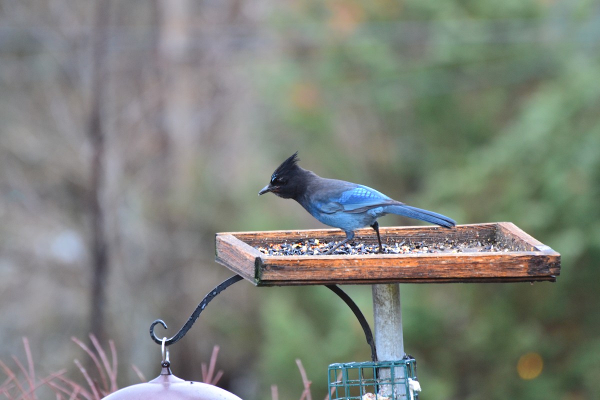 Steller's Jay - ML612123917