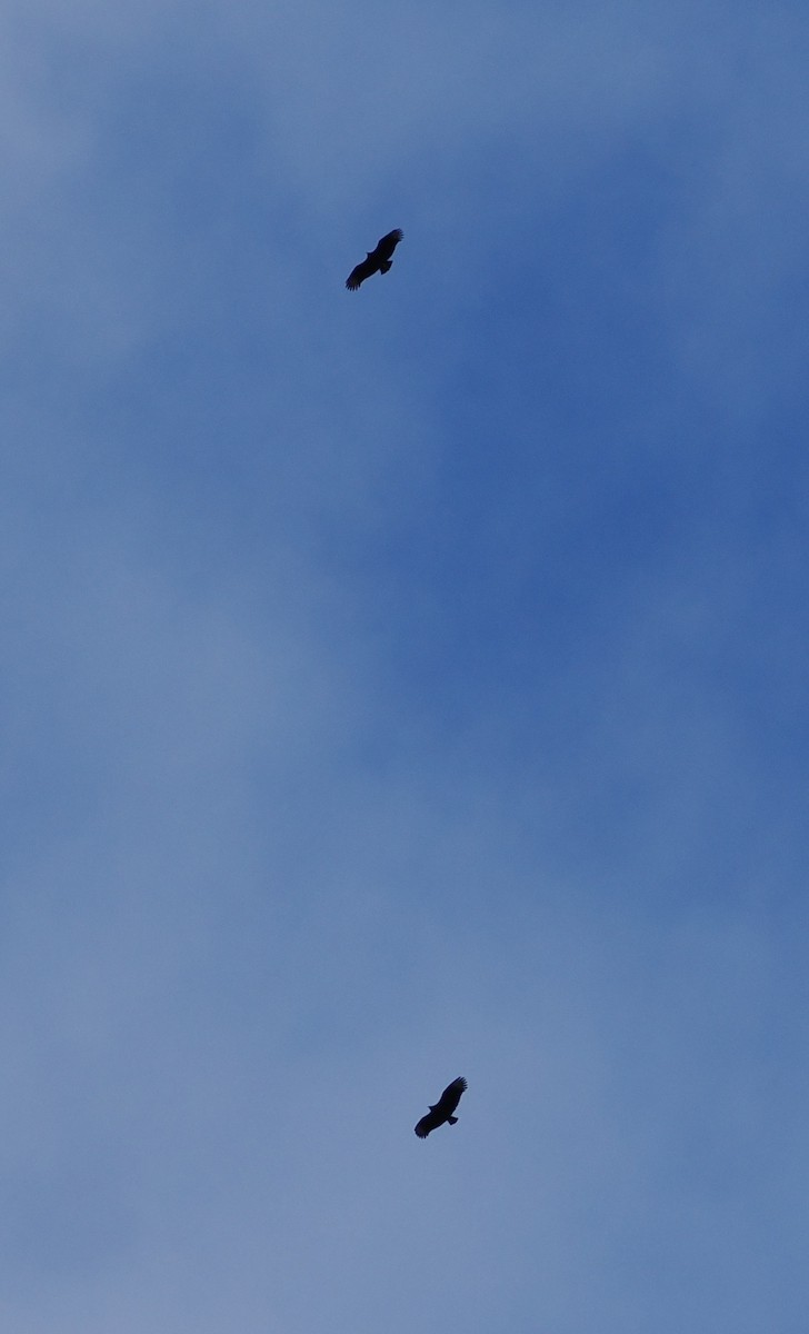 Black Vulture - ML612123928