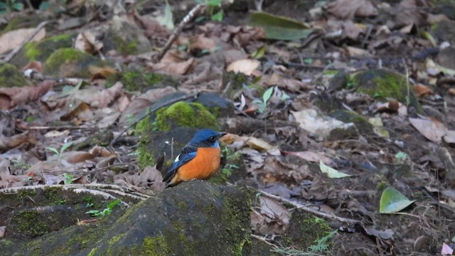 Blue-capped Rock-Thrush - ML612123958