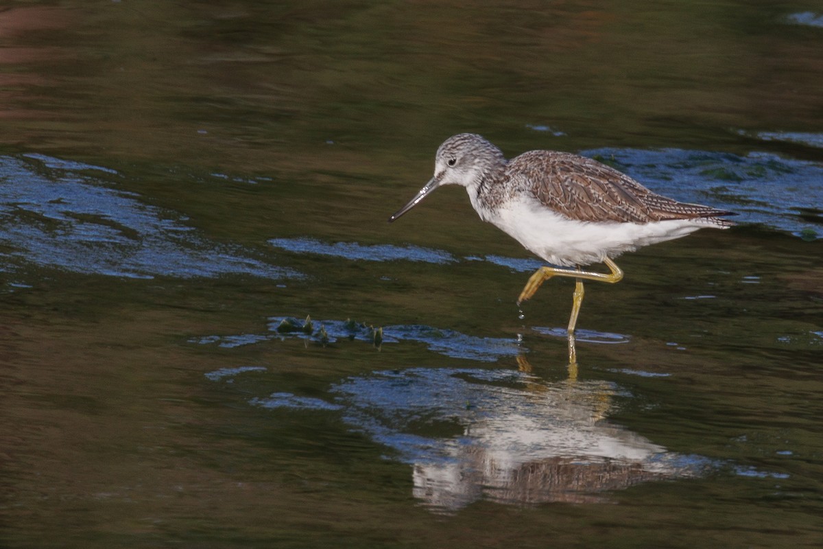 Common Greenshank - Antonio Xeira