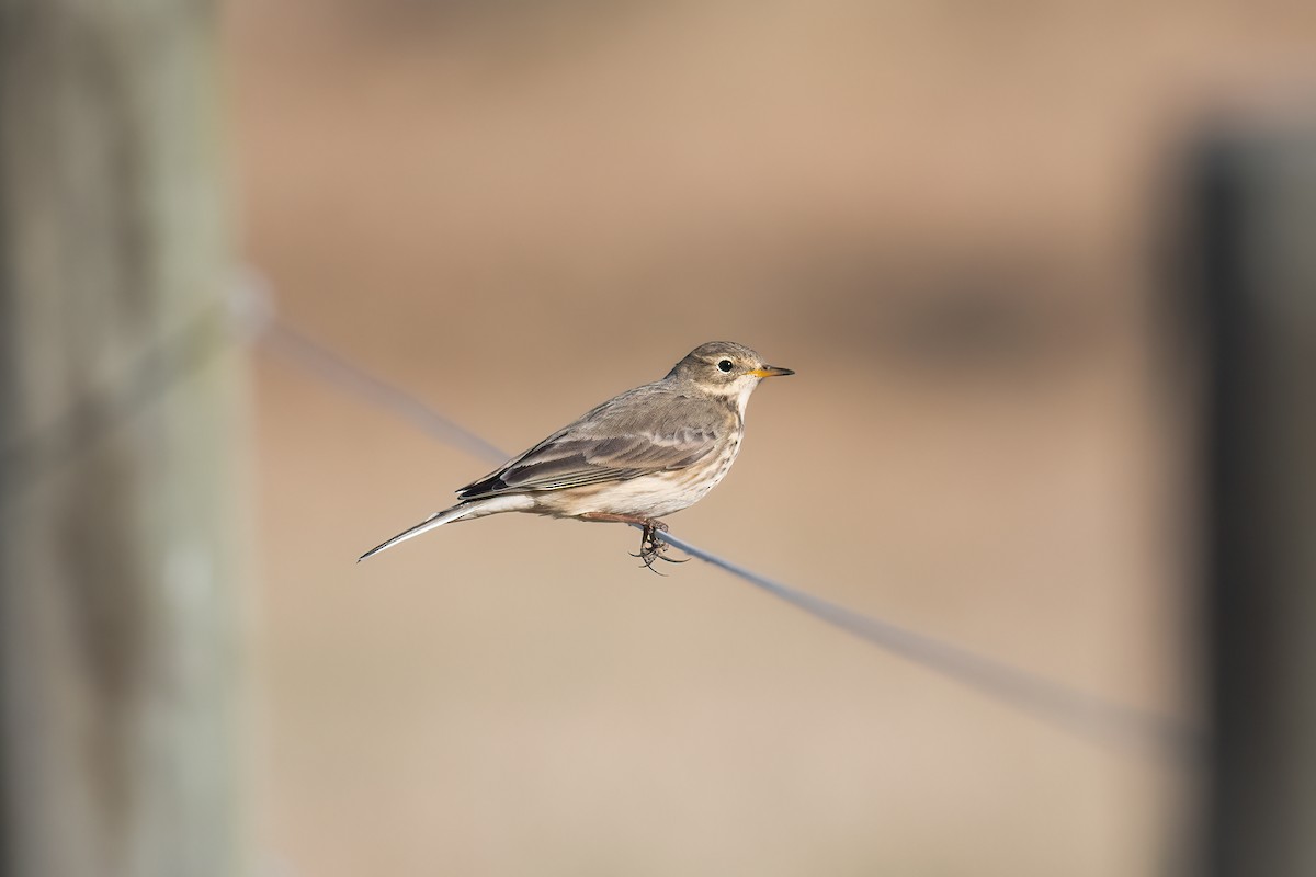 American Pipit - ML612123977