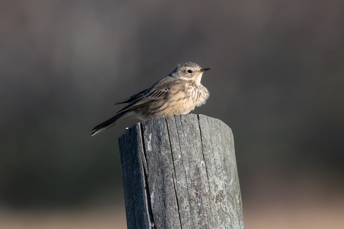 American Pipit - ML612123978