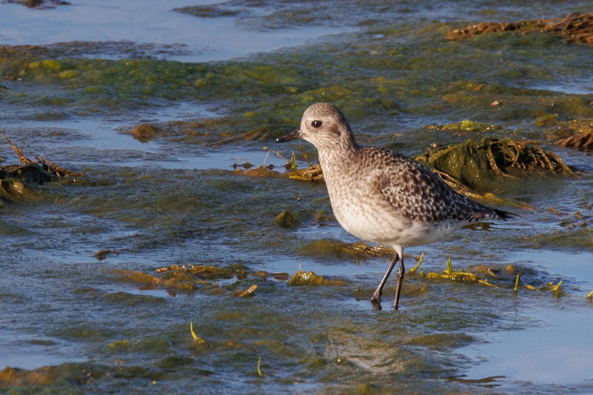 Black-bellied Plover - Antonio Xeira