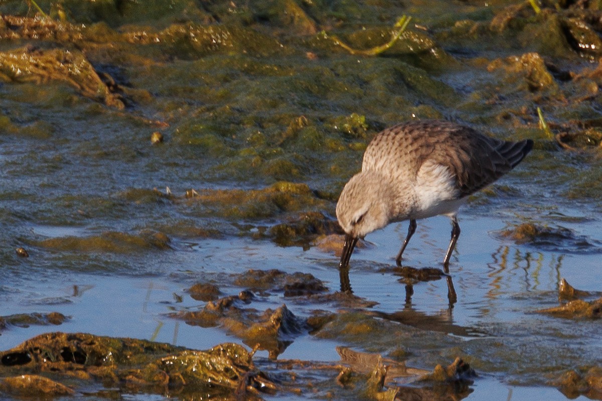 Dunlin - Antonio Xeira