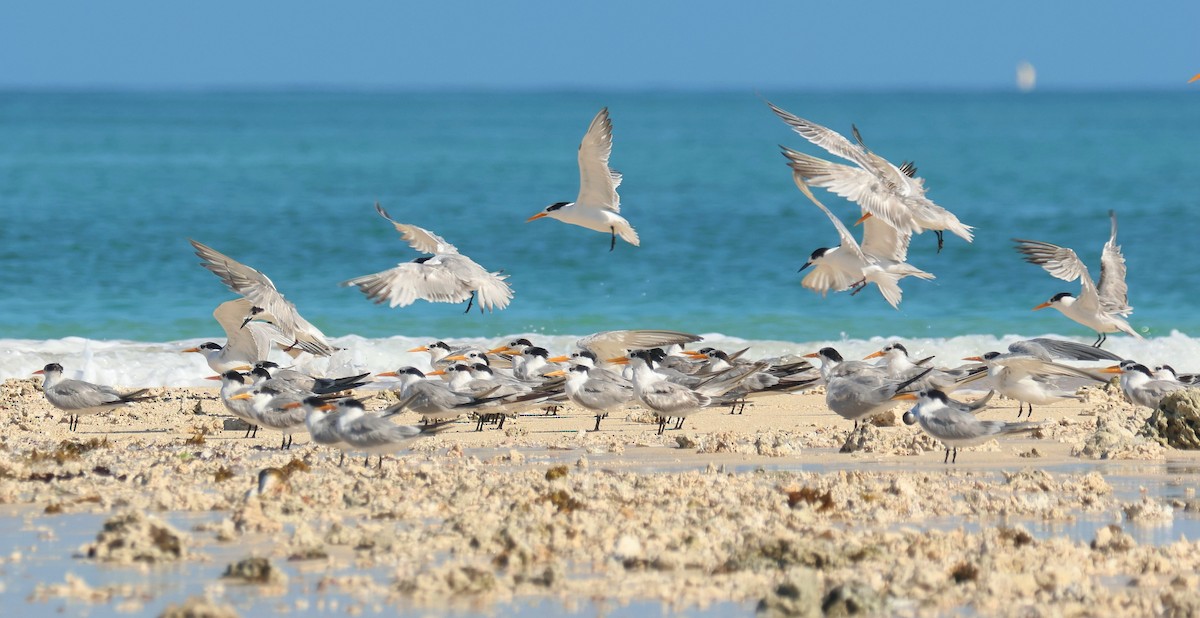 Lesser Crested Tern - ML612124011