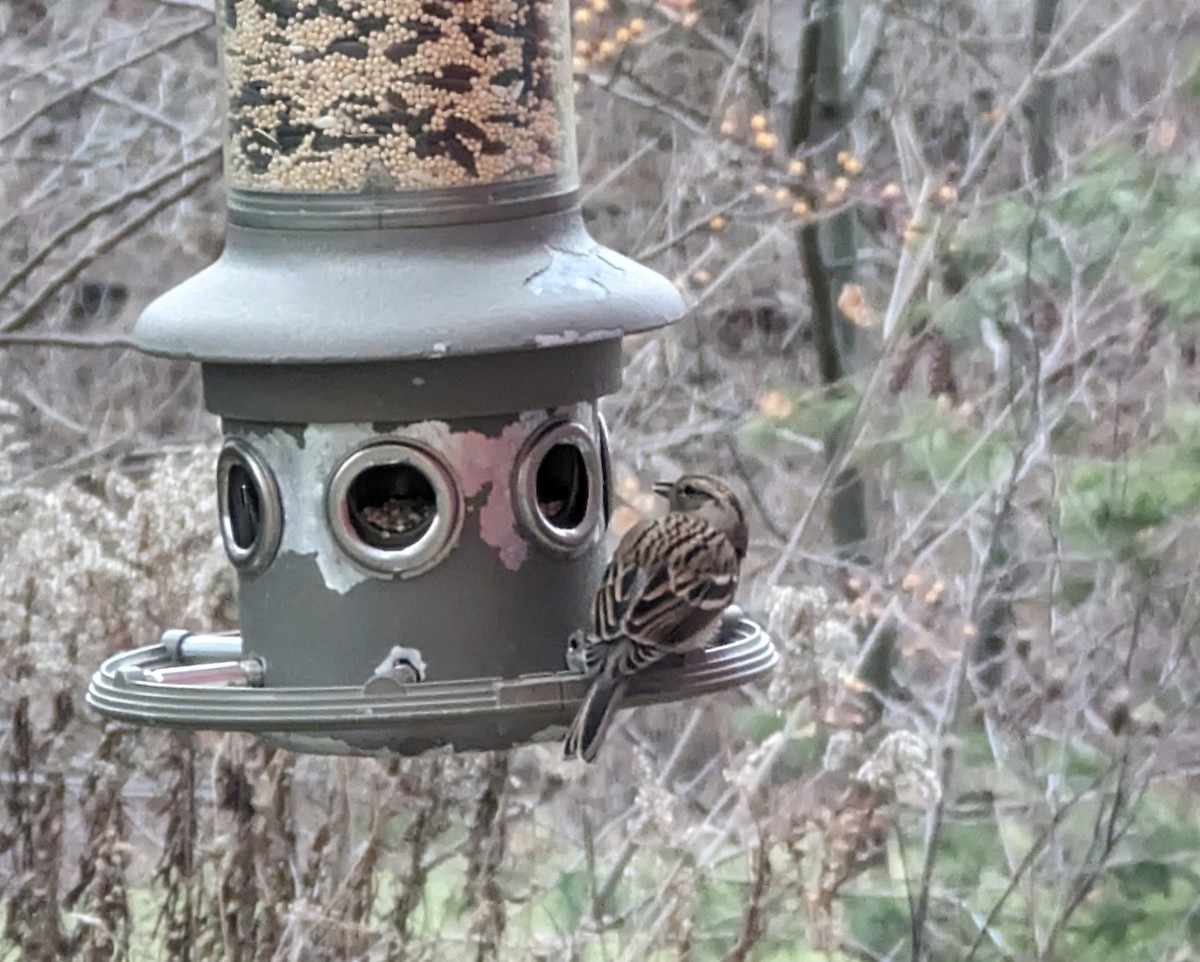 Chipping Sparrow - ML612124014