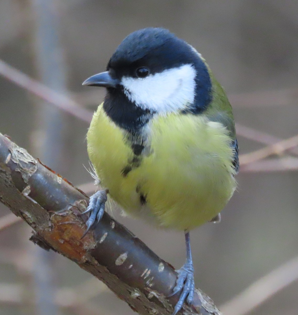 Great Tit - Alfonso Luengo