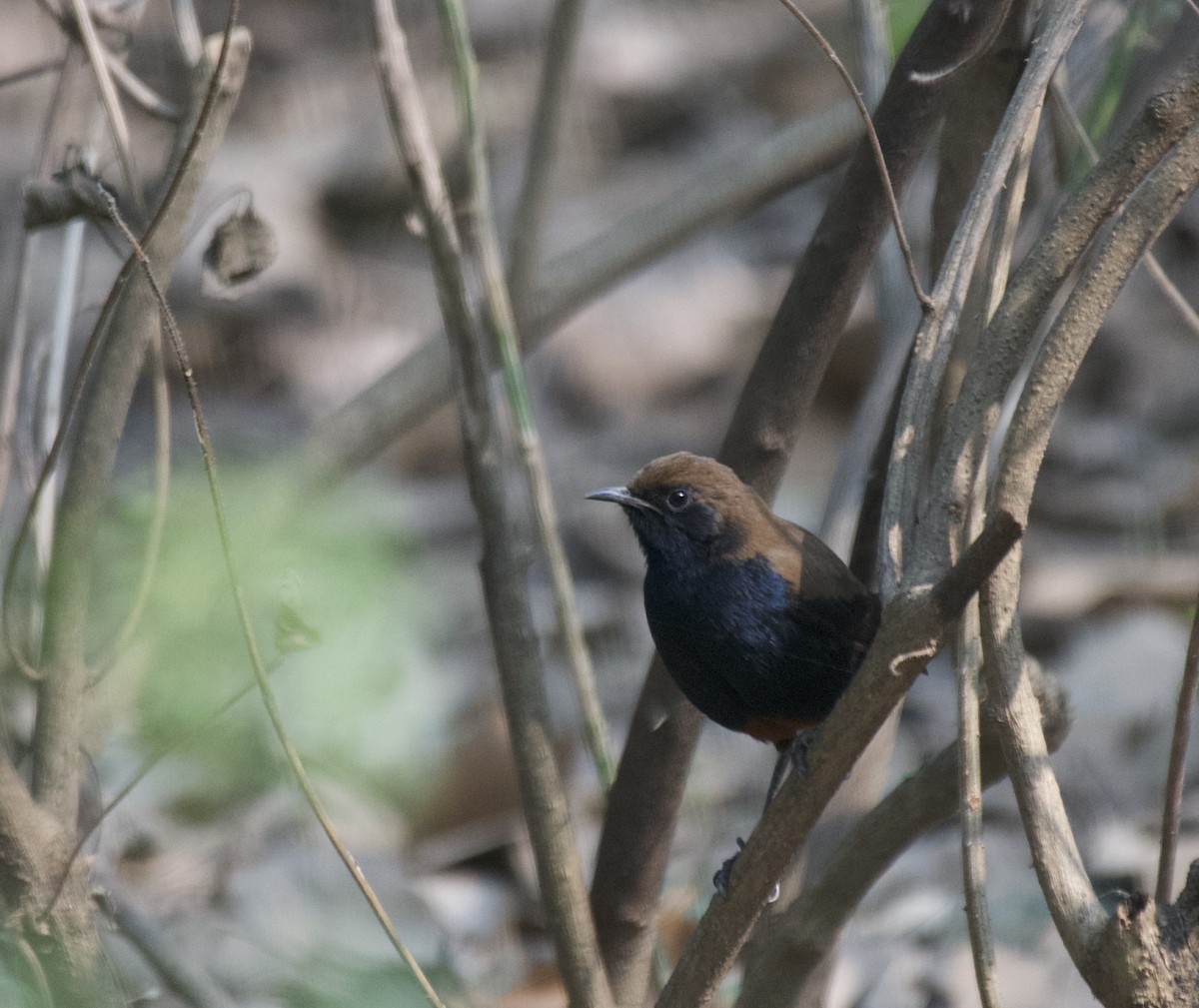 Indian Robin - ML612124100