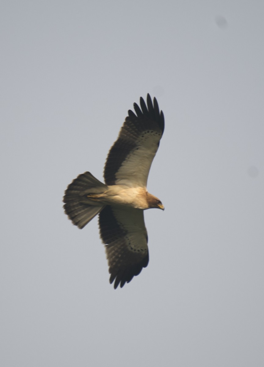 Booted Eagle - ML612124120