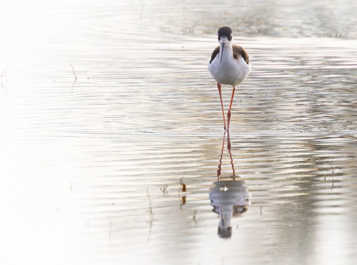 Black-necked Stilt - Ken Pitts