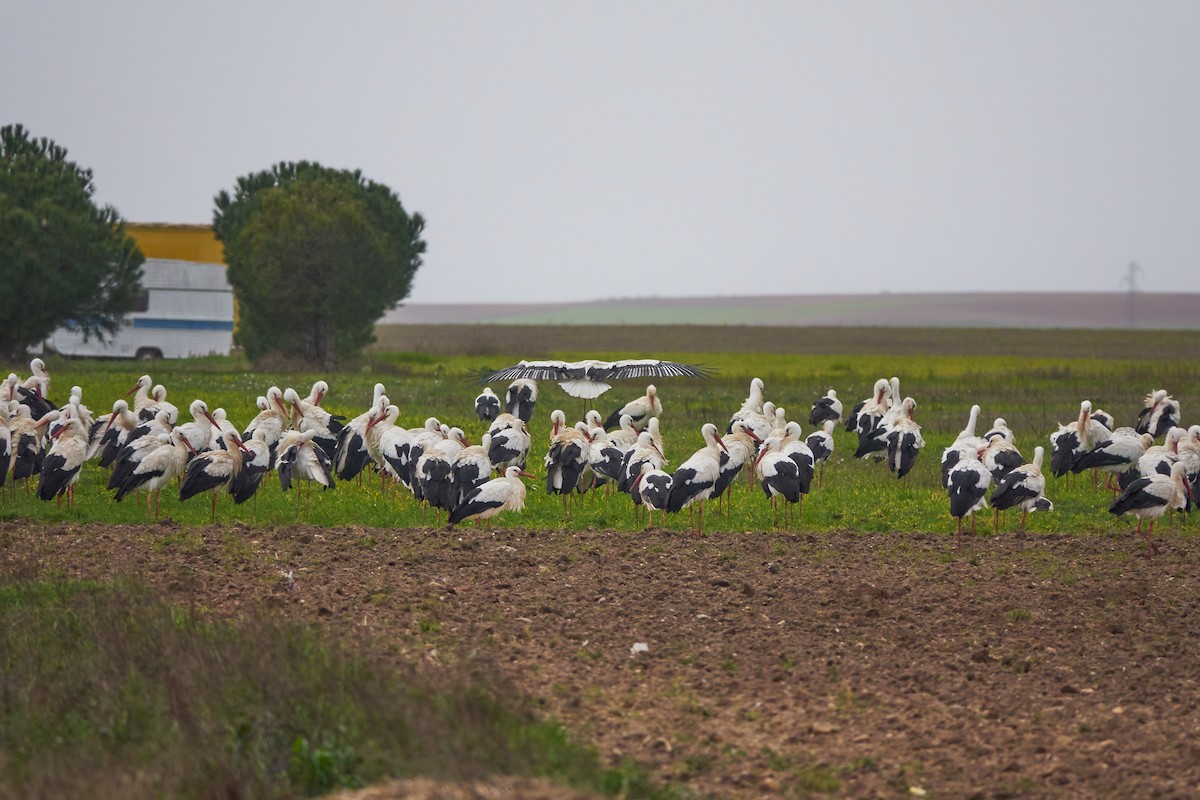 White Stork - ML612124159