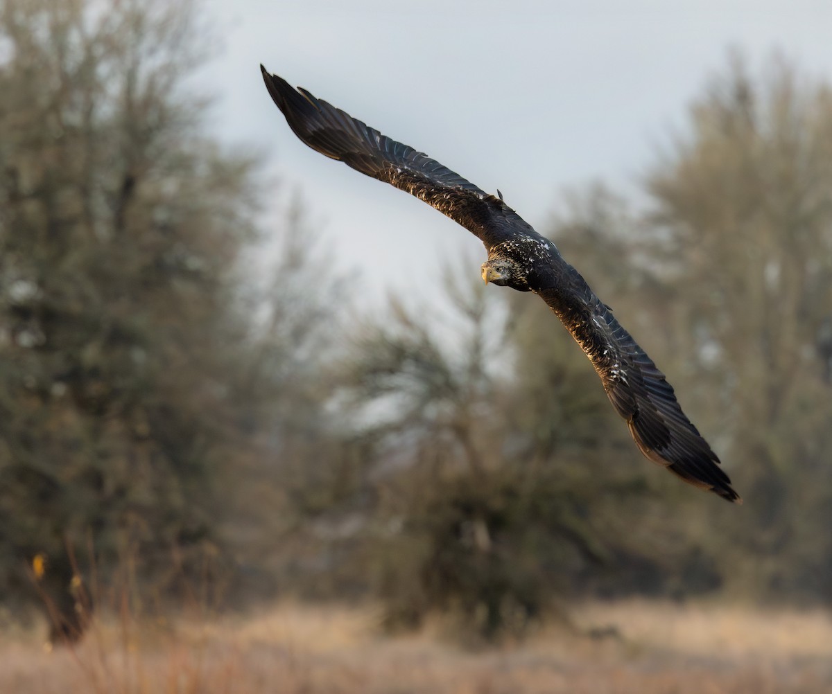 Bald Eagle - Ken Pitts