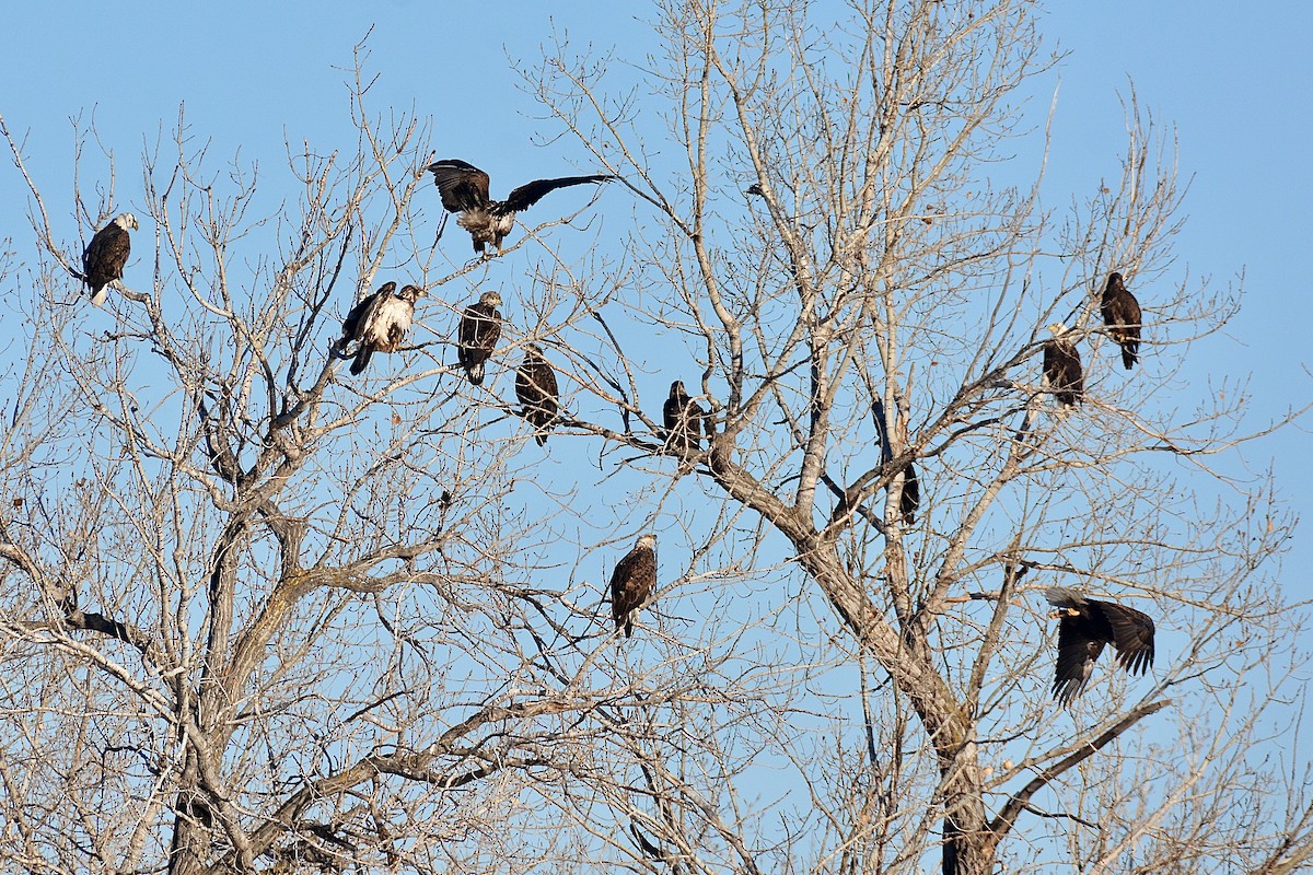 Bald Eagle - Gregory Pavelka