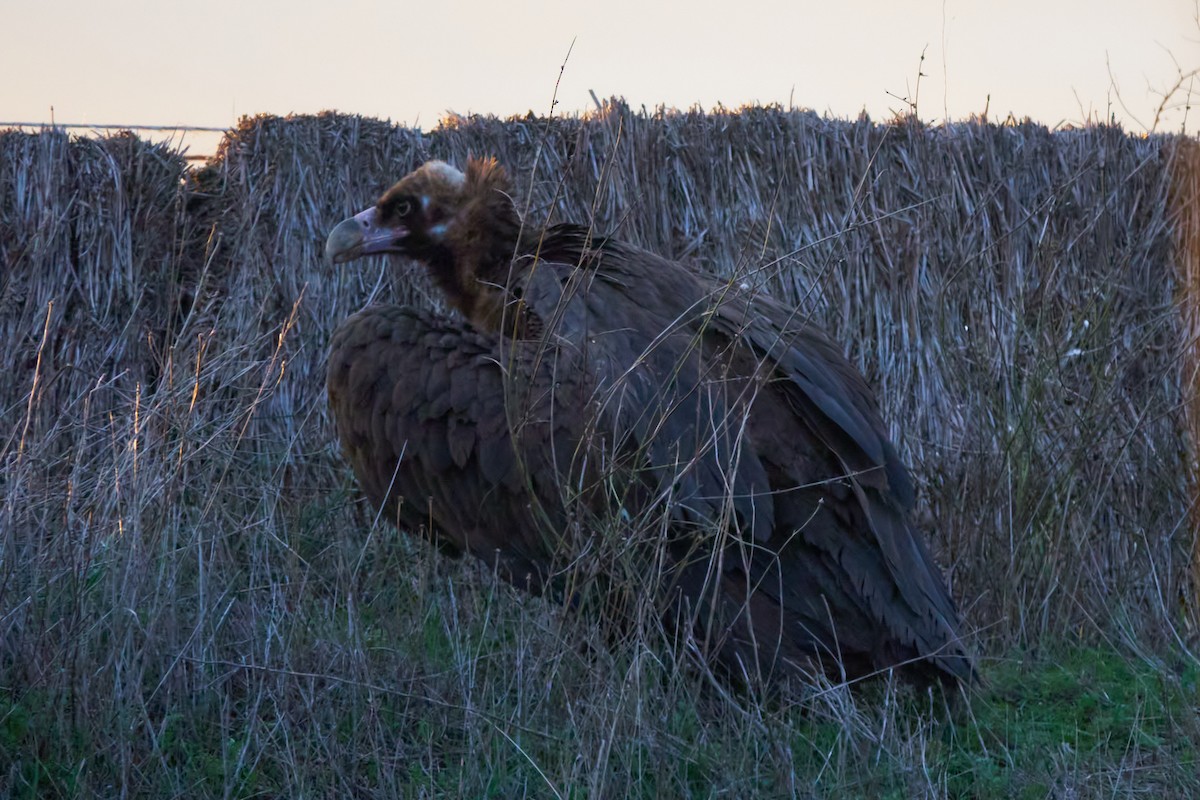 Cinereous Vulture - ML612124178