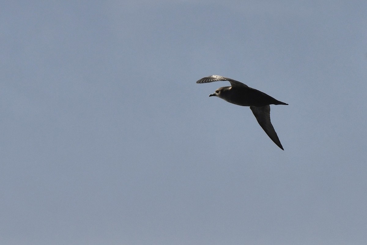 Short-tailed Shearwater - Loren Wright