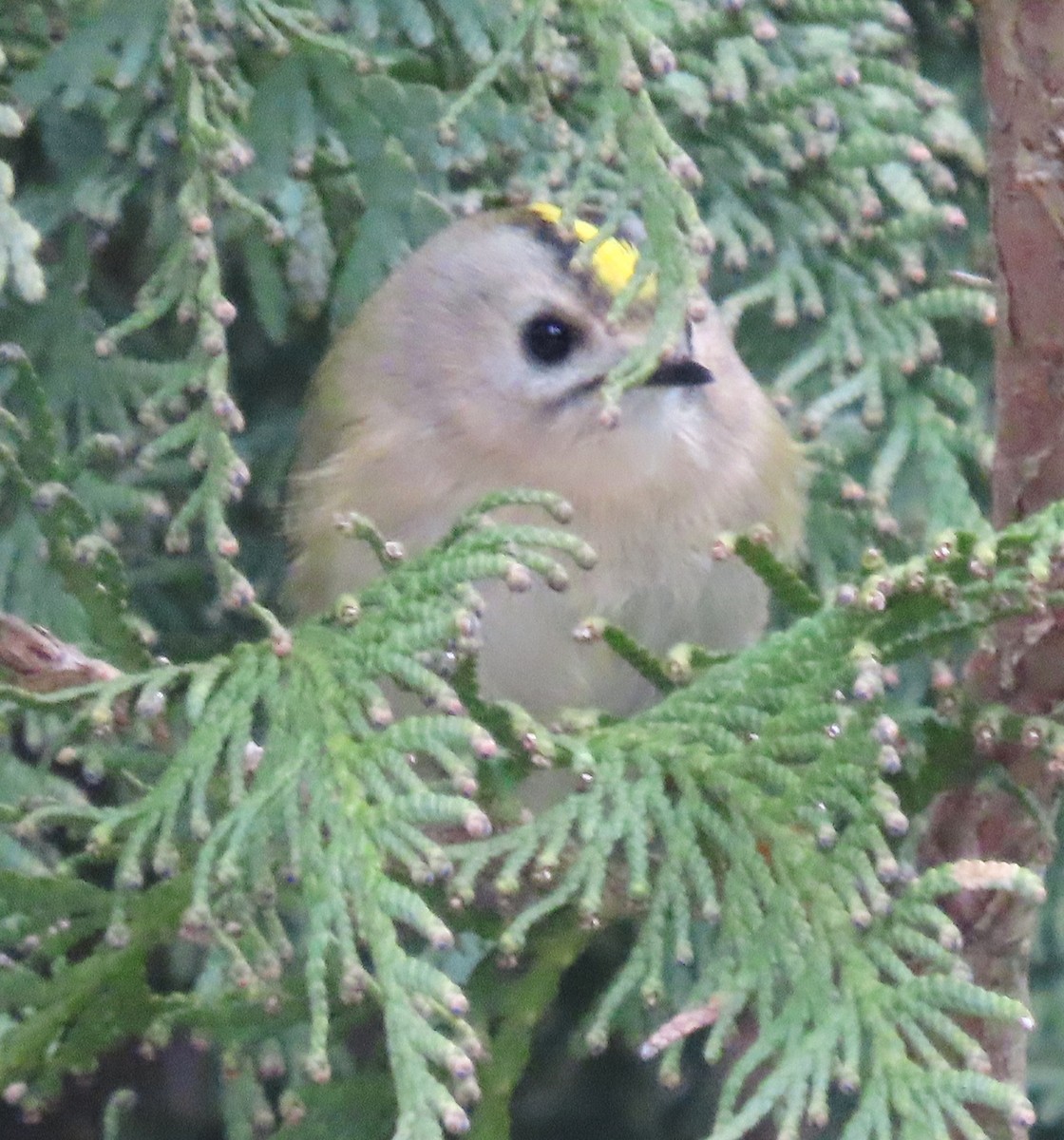 Goldcrest - Alfonso Luengo