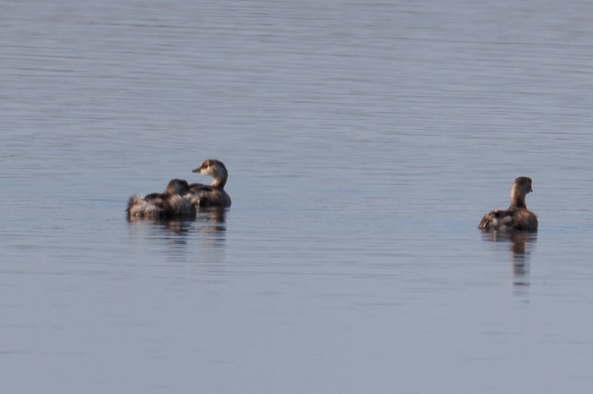 Little Grebe - ML612124261