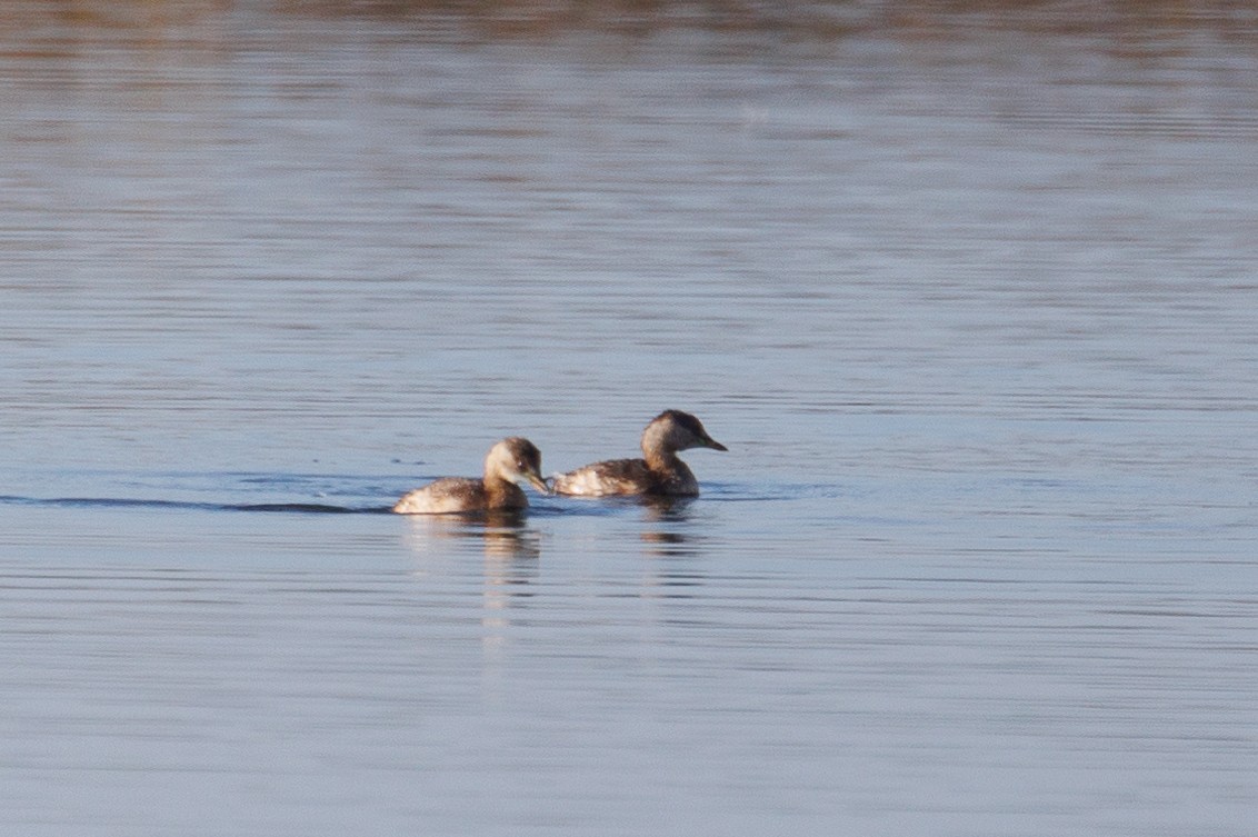 Little Grebe - ML612124262