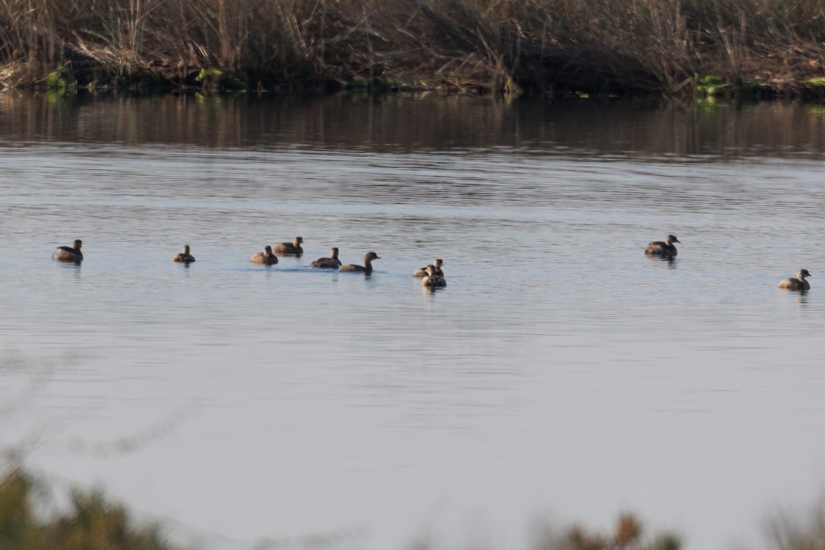 Little Grebe - ML612124264