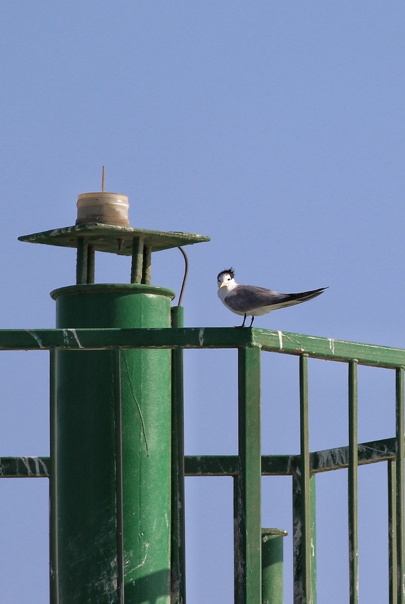 Lesser Crested Tern - ML612124328