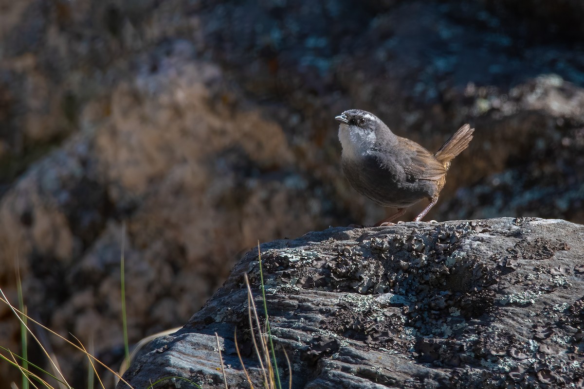 White-browed Tapaculo - ML612124335