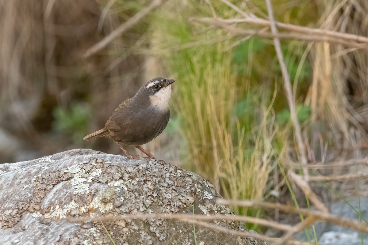 White-browed Tapaculo - ML612124336