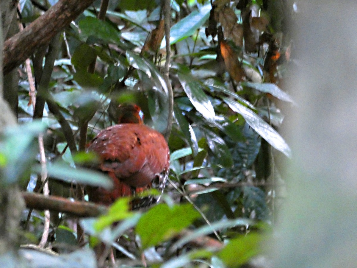 Large Wren-Babbler - ML612124356