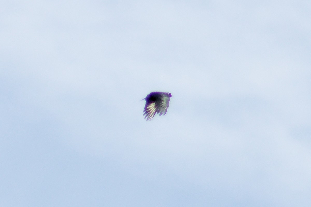 Lewis's Woodpecker - ML612124405