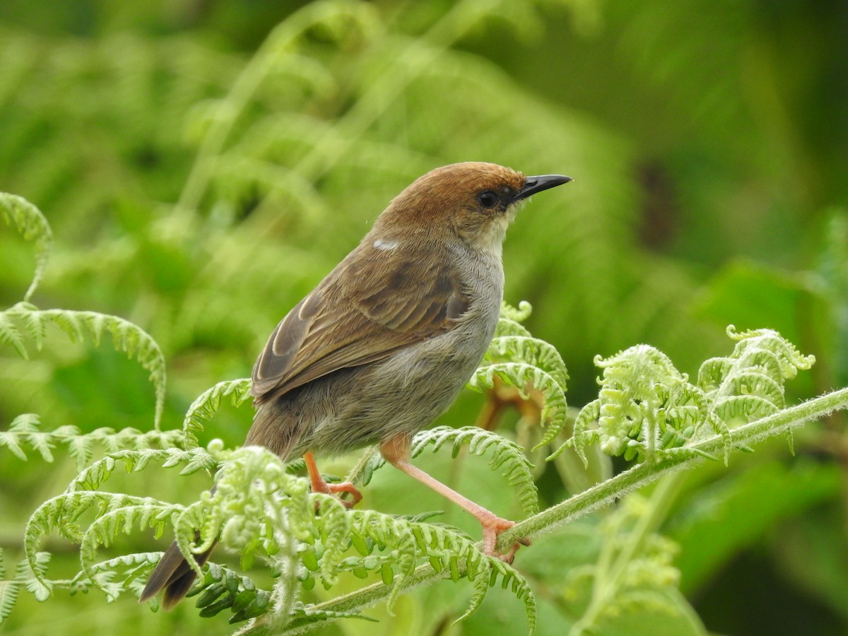 Hunter's Cisticola - Adarsh Nagda