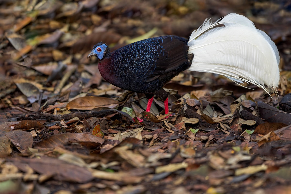 Bulwer's Pheasant - ML612124458