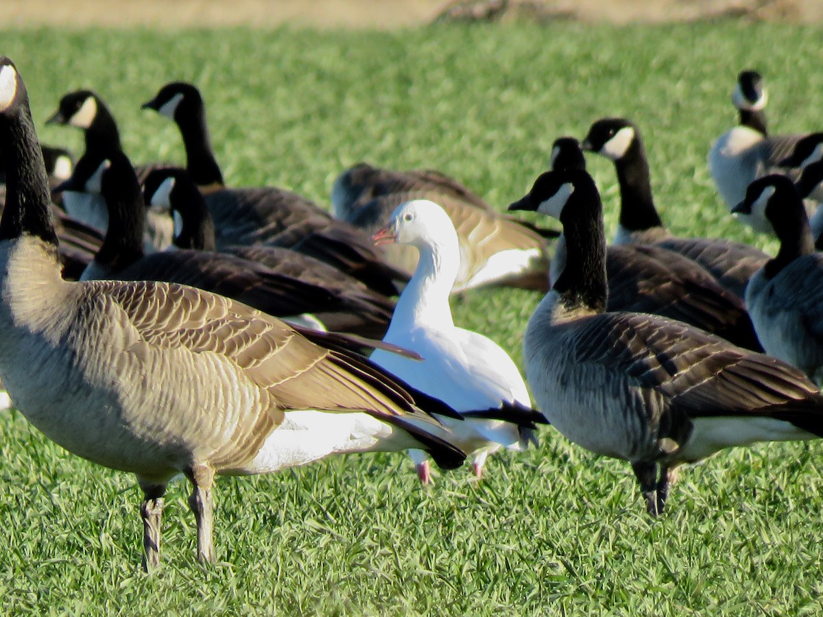 Ross's Goose - ML612124464