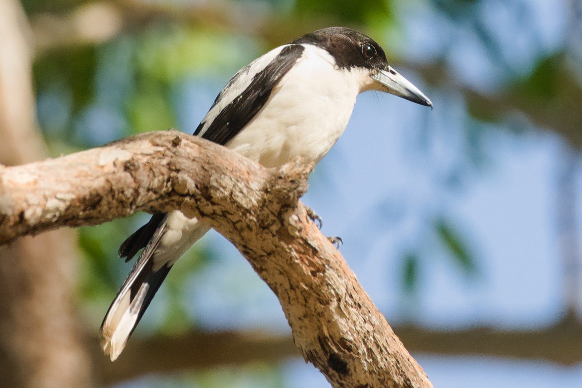 Silver-backed Butcherbird - ML612124517