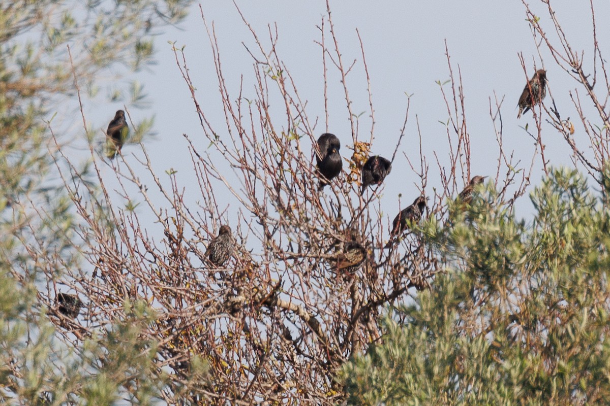 European Starling - ML612124533