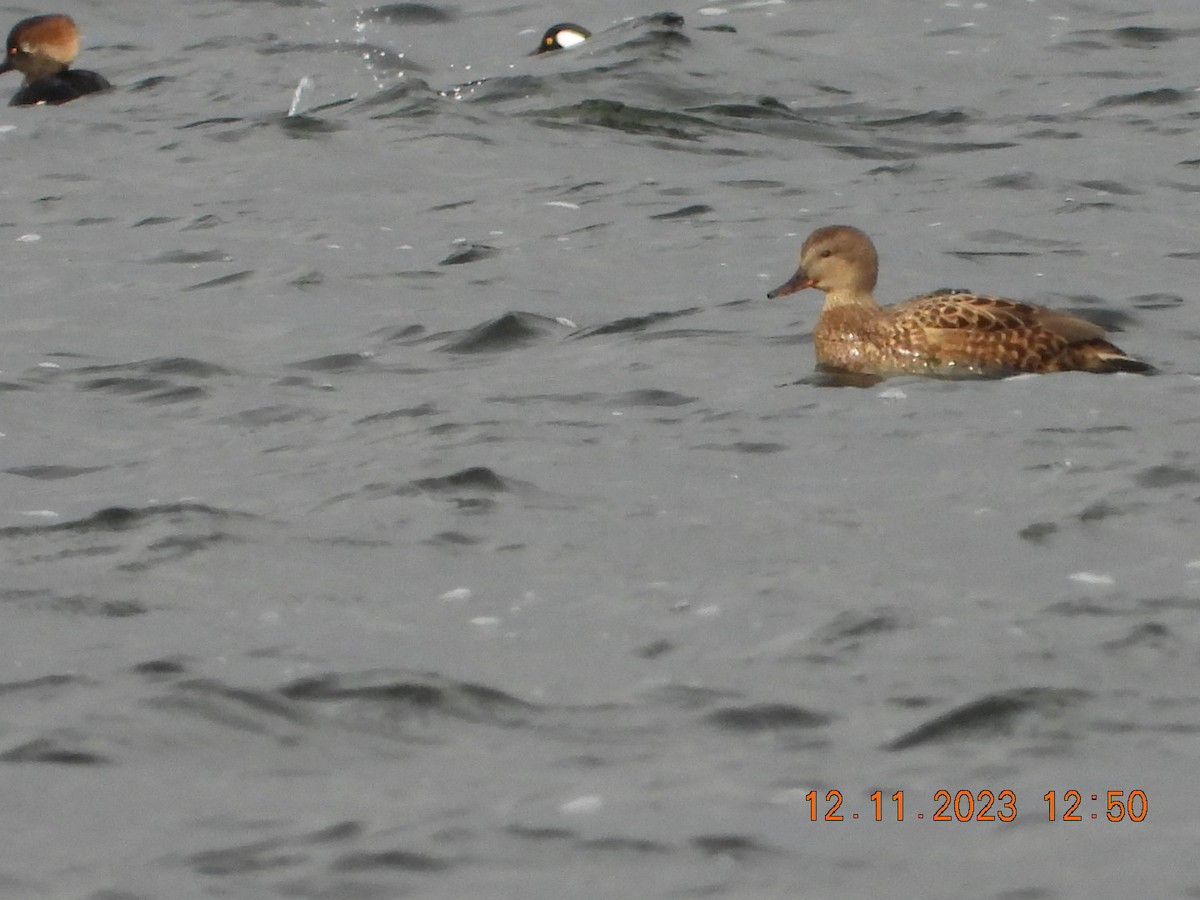 Gadwall - ML612124585