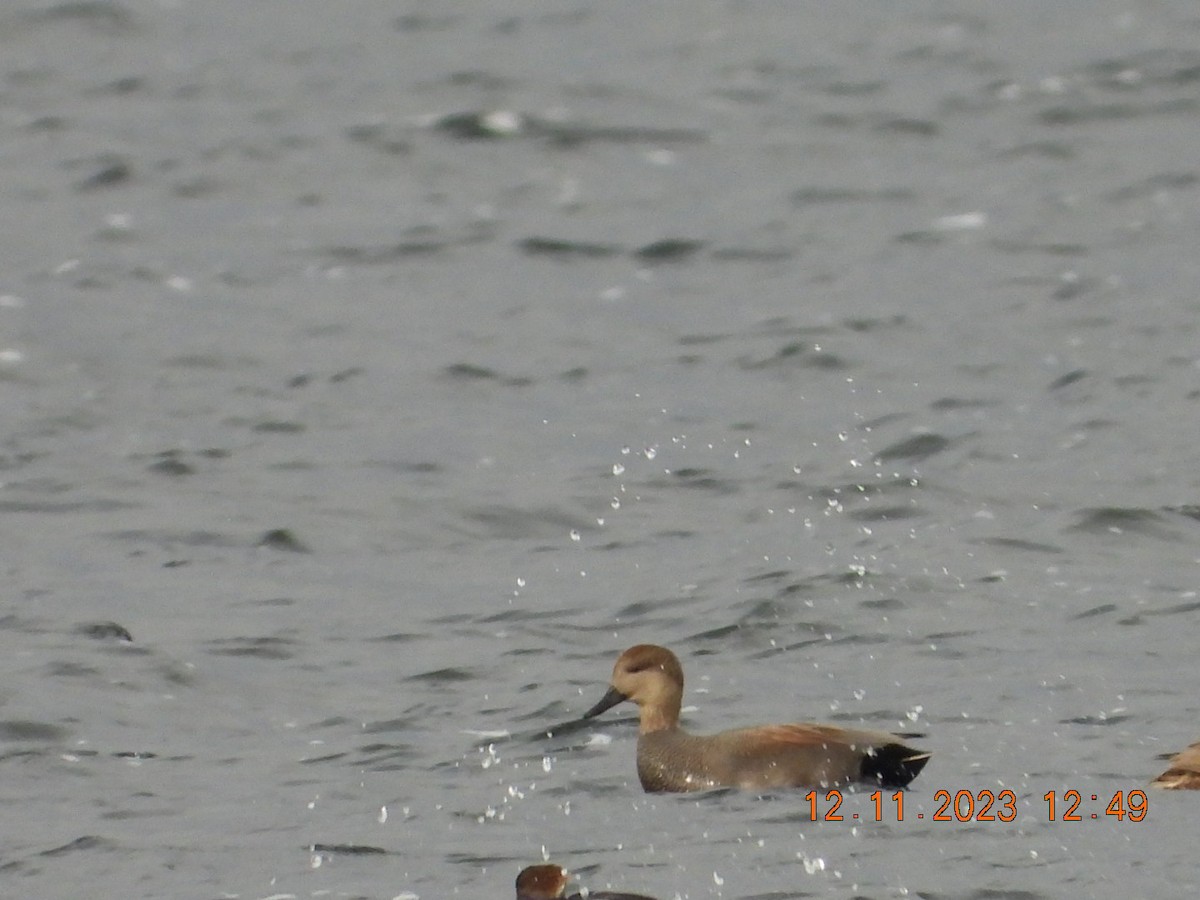 Gadwall - ML612124589