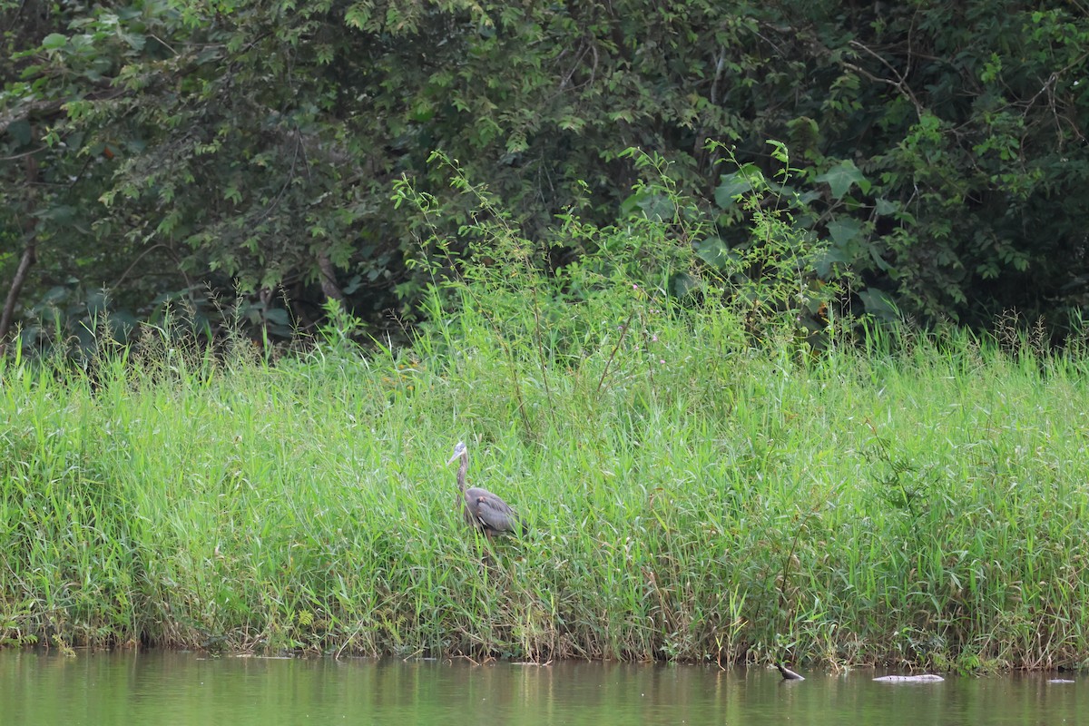 Great Blue Heron - ML612124598