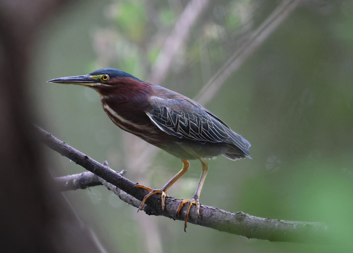 Green Heron - ML612124612