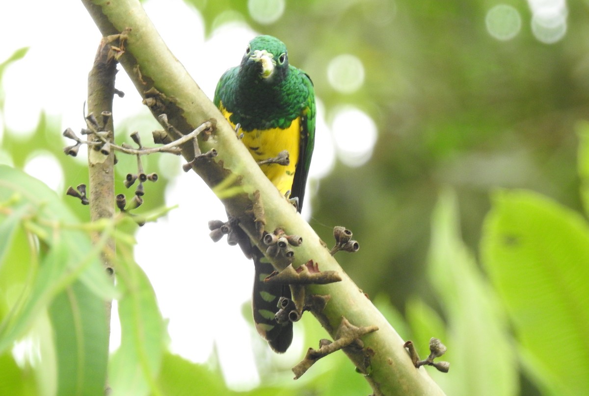 African Emerald Cuckoo - ML612124641