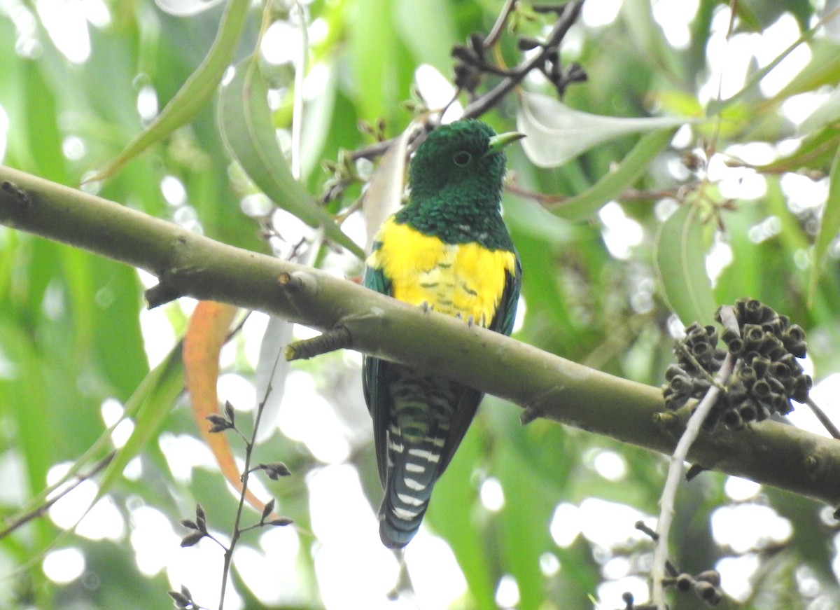 African Emerald Cuckoo - ML612124642