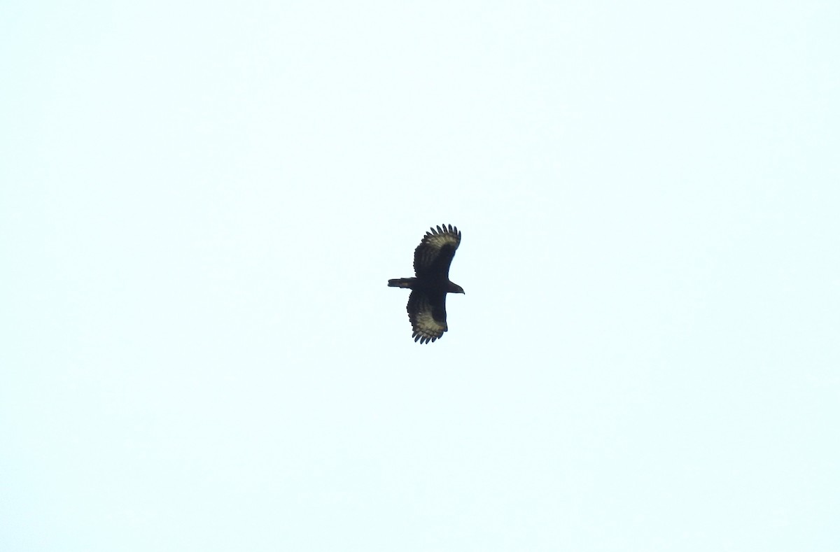 Long-crested Eagle - ML612124652