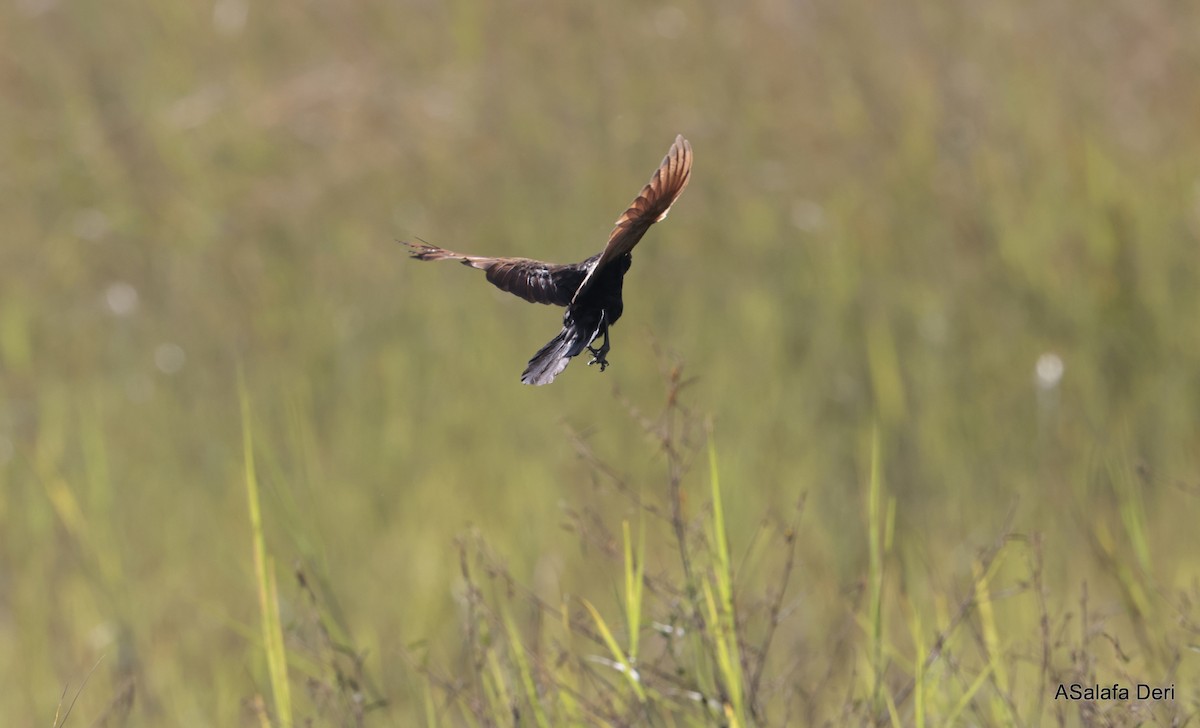 Black Coucal - ML612124693